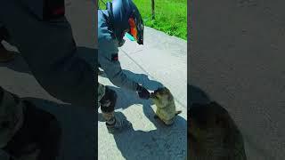 Cute Wild animal bobak marmot eating cookies yummy 6