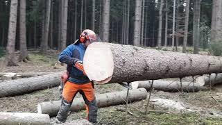 Lumberjack Little Harvester and Very Good Work in the Forest