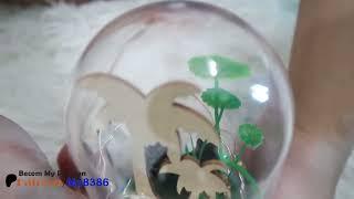 Making a mini fish tank on your PC looks amazing, Mp88 | Kaye Torres Mp88 - Inside the mirror