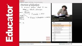 Overview of Glycolysis | Biochemistry Tutorial