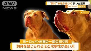 闘犬「アメリカンピットブルテリア」　通行人の女性に“かみつく”　飼い主を逮捕【知っておきたい！】2023年2月21日