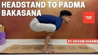 Headstand to Padma Bakasana Steps #jeevanyogastudio #advancedasan