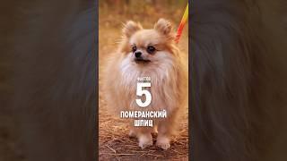 5 фактов о породе – Померанский шпиц. #shorts #шпиц #собаки