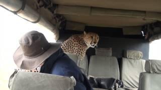 Cheetah in the Car: Face to Face with a Cheetah in the Masai Mara