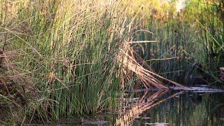 Water by Design - Community Codesign at Little McCreadys Creek