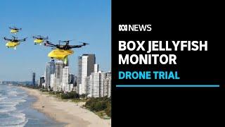 Drone trial to monitor deadly box jellyfish | ABC News