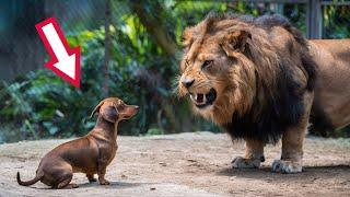 They Put the Dog in the Lion's Cage, What Happened After Shocked Everyone!