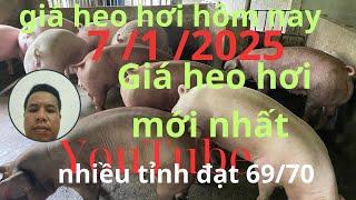 Giá heo hơi hôm nay 7/1/2025  giá heo hơi mới nhất achi xem tham khảo ạ