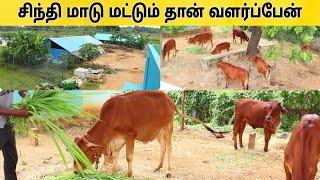 5 மாடுகள் கொண்டு மாதம் 30,000 சம்பாதிக்கும் விவசாயி  Cow farm  #pannaiveedu