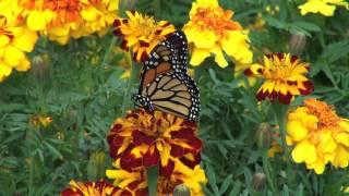 Beautiful Scenic Forest Wildlife - Music by Ricky Molina