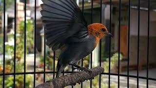 KEMADE jantan gacor | Suara MASTERAN ampuh untuk pancingan burung cabe cit keres BAHAN agar bunyi