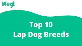 Top 10 Lap Dog Breeds | Wag!