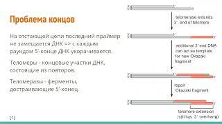 Молекулярная биология. Нуклеиновые кислоты. Рюмина Екатерина Д. Семинар 1-4