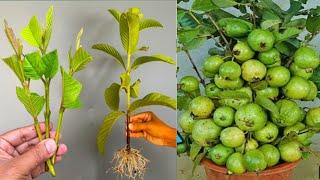 Which is the best method of guava Propagation || How To Grow Guava Tree faster