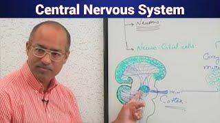 Central Nervous System | Major Divisions | Neuroanatomy