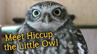 Meet the Birds | Hiccup the Little Owl