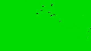 Flying birds green screen /green screen bird effects