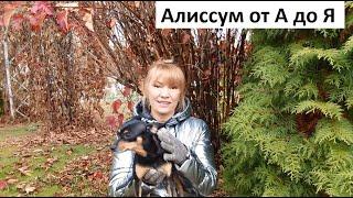 Алиссум от А до Я.