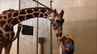 The Golden Years: Keeping up with 28-year-old reticulated giraffe, Riyadh - February 2019