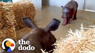 Baby Hippo Raised By Rhinos Meets A Hippo... ️ | The Dodo Go Wild