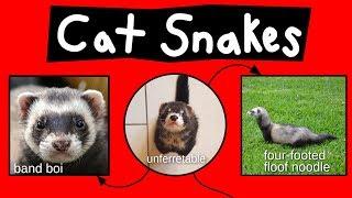 Cat Snakes, Noodle Bears, & Bandit Bois - Internet Names for Ferrets