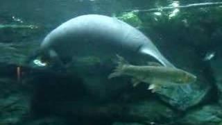 Manatee and Carp Swimming by at the Cincinnati Zoo.