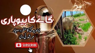 گاۓ کا بیوپاری ||Murshid tv || گھڈو استاد|| New funny || new