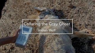 Collaring the Grey Ghost - Indian Wolf