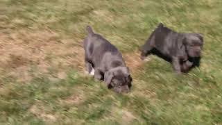 Cane Corso Puppies For Sale