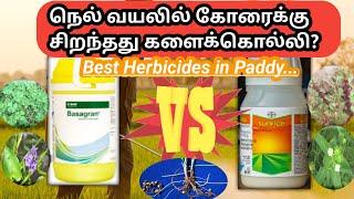 நெல் வயலில் சிறந்த களைக்கொல்லி எது? | Best herbicides in paddy crop | edges | Broad leafs