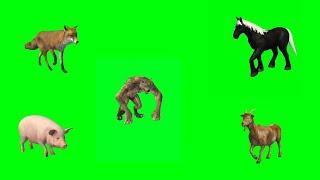 Green Screen Animals Walking And Running Video Jackal