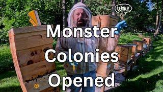 Unbelievable July 1st Apiary Inspection: Giant Colonies Unveiled ! !