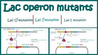 Lac Operon Mutants | The Use of Mutants to Study the lac Operon | Cis vs trans acting mutations