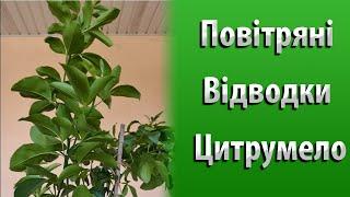 Повітряні Відводки на Цитрумело