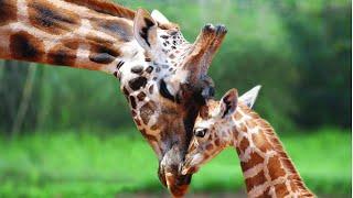 Cute baby giraffe play- funny animal videos