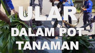 ULAR DALAM POT TANAMAN