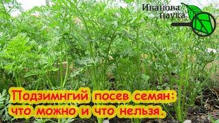 ЧТО ПОСЕЯТЬ ПОД ЗИМУ? Какие семена можно сеять осенью. Как защитить подземный посев семян.