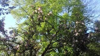 James Grieve apple tree in blossom on the morning of Wednesday 22 April 2020