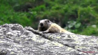 MARMOT - Svišť vrchovský - Vysoké Tatry, Sliezsky dom