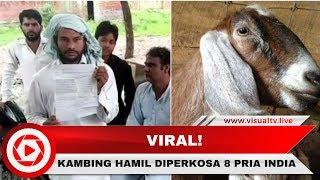 Sadis! 8 Pria di India Perkosa Kambing Hamil Hingga Mati, #JusticeForGoat Viral di India