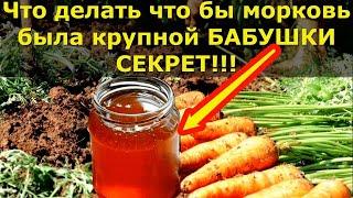 Чем подкормить морковь в июне. Секрет который мало кто знает