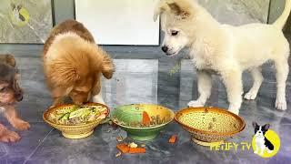 Funny Puppies Food Review  Petify TV Dogs Series 28  Puppies Food Review Channel Videos