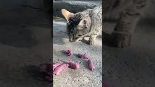 Stray cat eating mice alive ️ #nature #hunter #cat #naturegoesmetal #brutal #metal #scary #alive