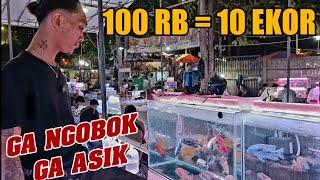 HARGA PAKET MURAH‼️ CEK HARGA TERBARU CICHLID AMERIKA AFRIKA TERMURAH PASAR IKAN HIAS JATINEGARA