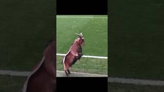 Animals in football 