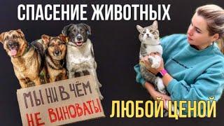 СПАСЕНИЕ ЖИВОТНЫХ ЛЮБОЙ ЦЕНОЙ | ФОНД ПОМОЩИ БЕЗДОМНЫМ ЖИВОТНЫМ | RESCUE OF HOMELESS ANIMALS