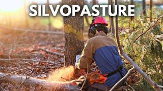 How to Turn Woods into Pasture for Animals | Silvopasture