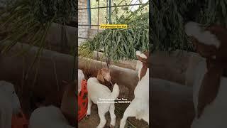 Gurukrupa Boer Goat Farm, Sangli, Maharashtra. #goats #farming #goatfarm #goatfarming #boergoat