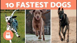 Top 10 FASTEST DOGS in the World  What is the FASTEST BREED?