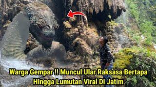 Warga Gempar !! Muncul Ular Raksasa Bertapa Hingga Lumutan Viral Di Jatim